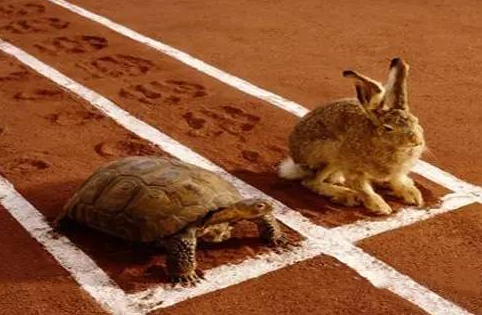 梦见乌龟跑很快