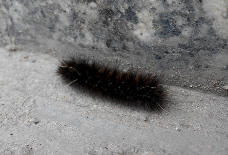 梦见黑色毛毛虫