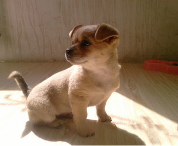 梦见死去的爱狗