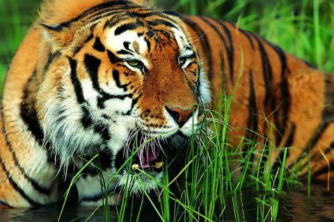 梦见自己变成老虎