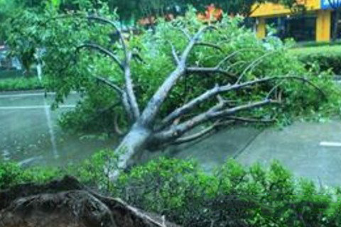 梦见风吹倒大树