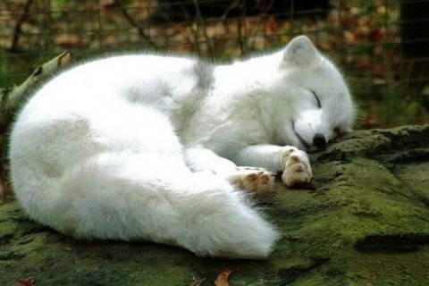 梦见打死白狐狸