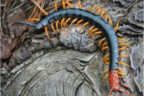 梦见会飞的蜈蚣