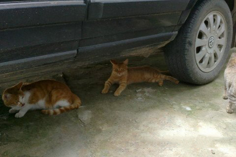 梦见开车撞死猫