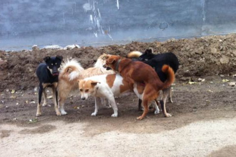 梦见一群狗追我