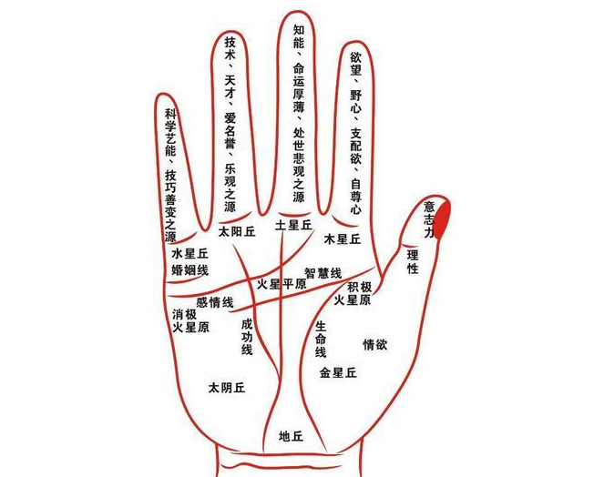 怀孕看手纹辨别男女 