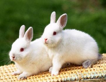 1987年属兔是什么命