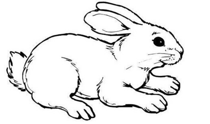 属兔的今年多大