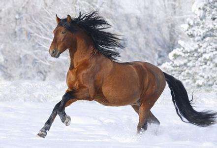 女属马的属相婚配表 