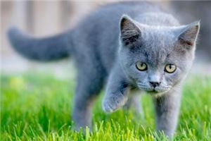 做梦梦见灰色的猫要吃我