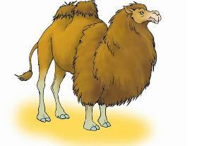 孕妇做梦梦见骆驼