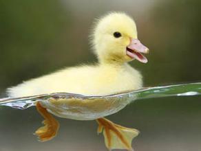 孕妇做梦梦见鸭子