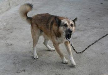 孕妇做梦梦见狗叫