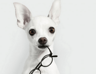 女狗狗名字大全可爱 