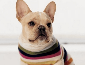 给狗狗取名字洋气点的