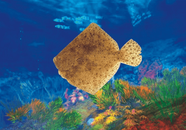 好听高雅的宠物名字 