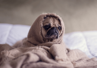 给狗狗取什么名字好 