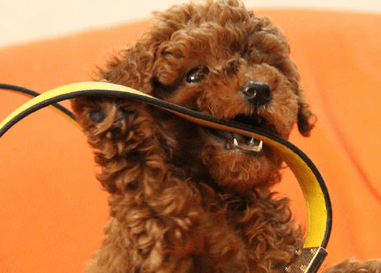 小泰迪名字好听洋气 